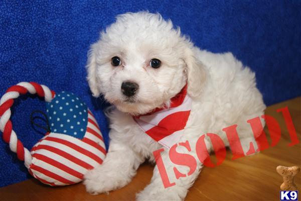 ADORABLE BICHON FRISE PUPPY